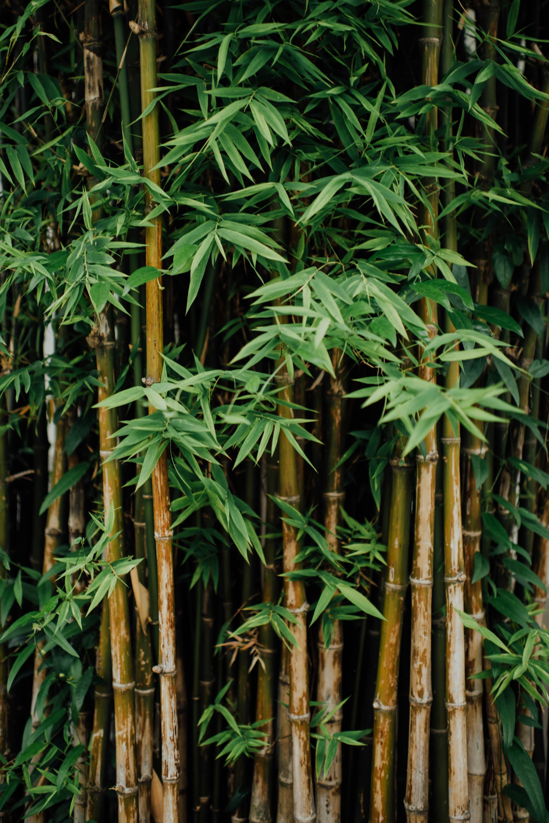 Sustainable Bamboo Terry