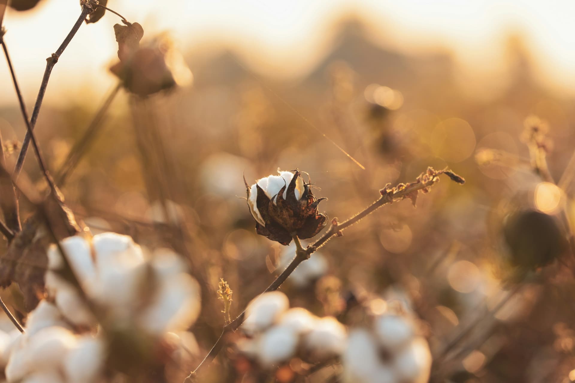 100% Organic Cotton
